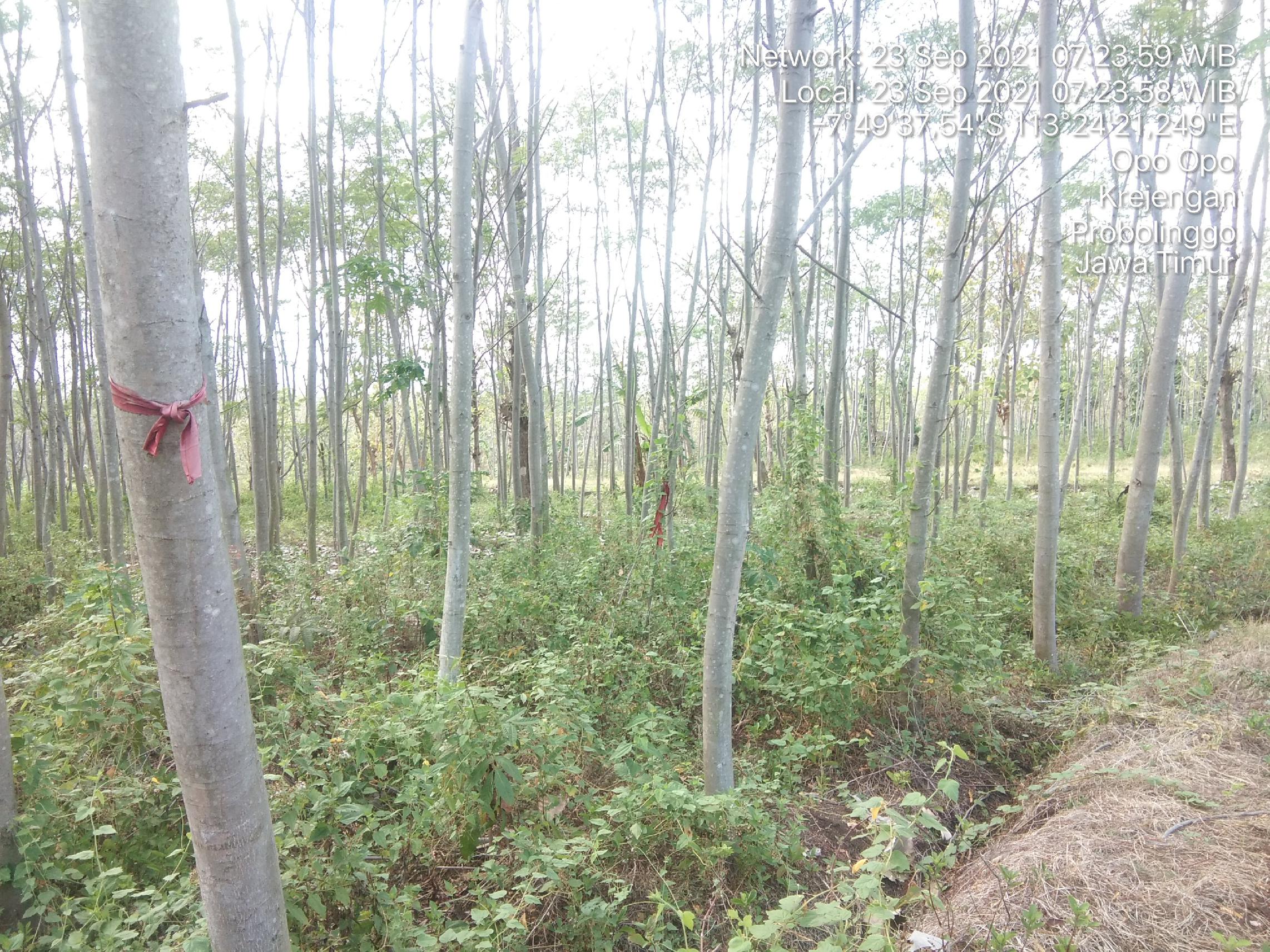 galeri