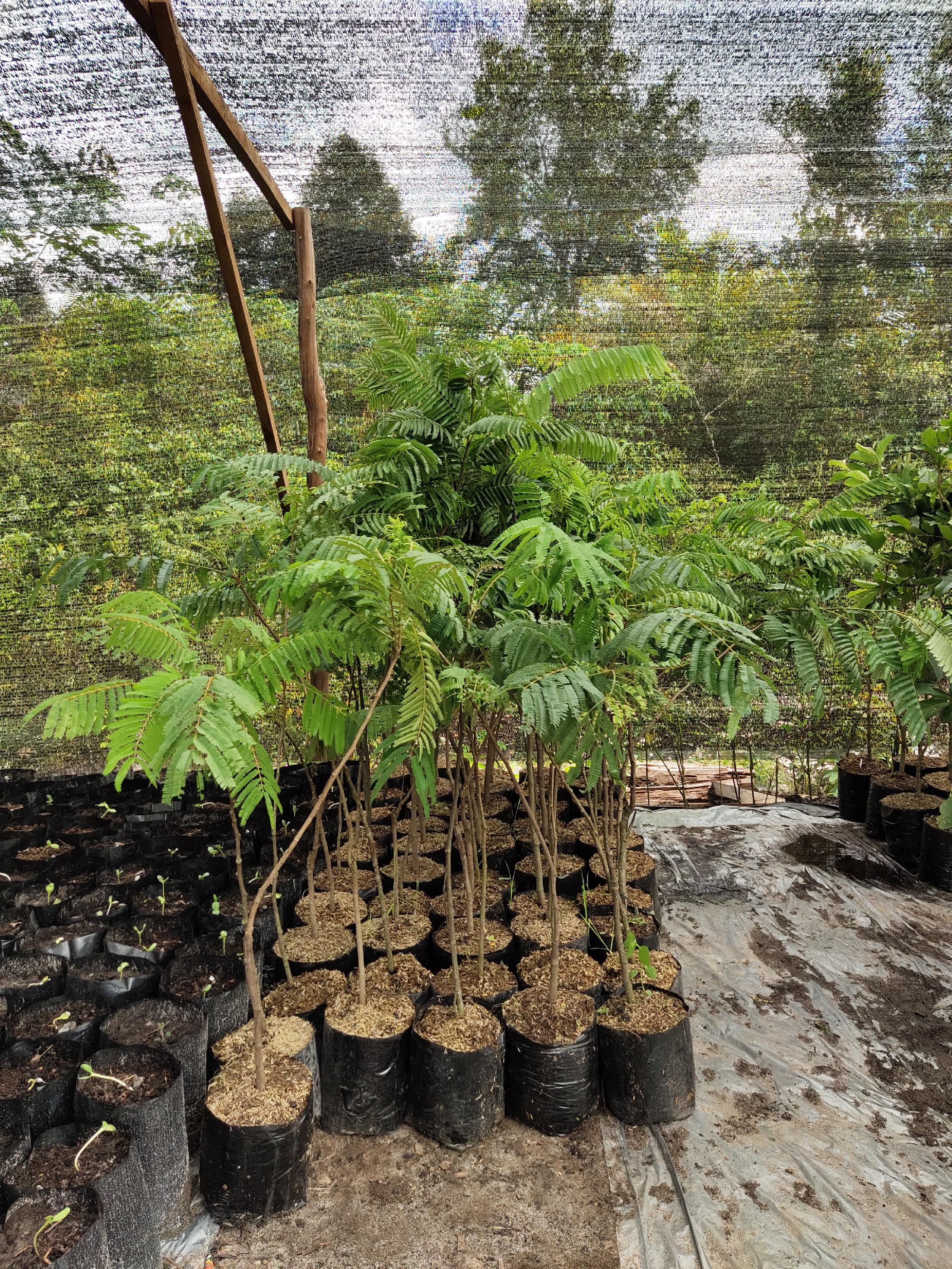 galeri